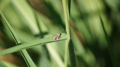 Catorhintha apicalis