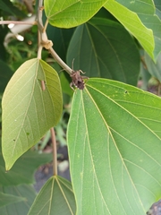 Acanthocoris sordidus