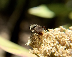 Asemosyrphus mexicanus