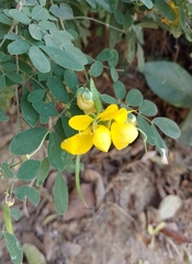 Senna pallida