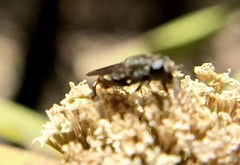 Asemosyrphus mexicanus