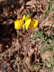 Senna pallida