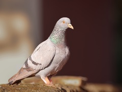 Columba livia domestica