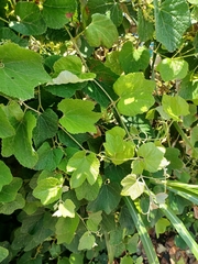 Vitis ficifolia