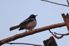 Copsychus saularis