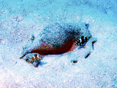 Epinephelus maculatus