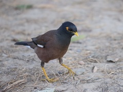 Acridotheres tristis