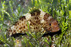 Epinephelus maculatus