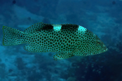 Epinephelus