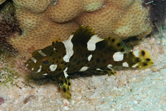 Epinephelus maculatus