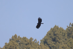 Ictinaetus malaiensis