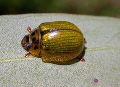 Paropsisterna agricola