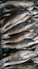 Membranipora membranacea