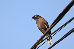 Acridotheres tristis