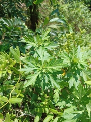 Artemisia princeps