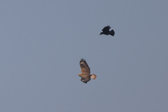 Corvus macrorhynchos