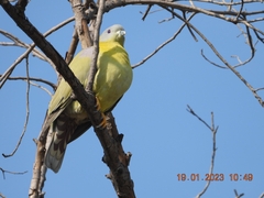 Treron phoenicopterus