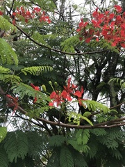 Delonix regia