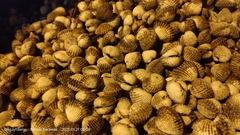 Tegillarca
