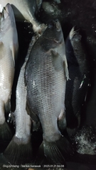 Acanthopagrus pacificus