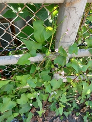 Persicaria senticosa