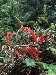 Pitcairnia