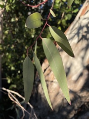 Eucalyptus camaldulensis