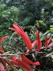 Pitcairnia