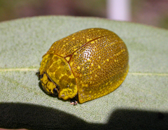 Paropsis bella