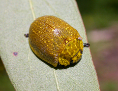 Paropsis bella