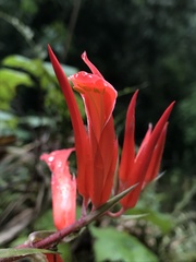 Pitcairnia