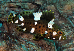 Epinephelus maculatus