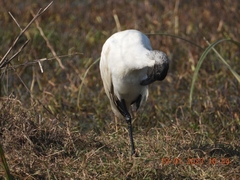 Threskiornis melanocephalus
