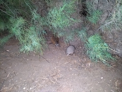 Chaetophractus vellerosus