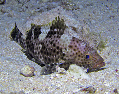 Epinephelus maculatus