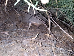 Chaetophractus vellerosus