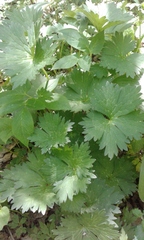 Aconitum lasiostomum