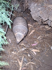 Chaetophractus vellerosus