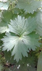 Aconitum lasiostomum