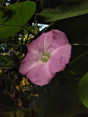 Ipomoea mairetii