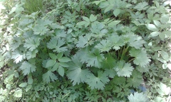 Aconitum lasiostomum