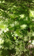 Aconitum lasiostomum