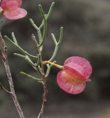 Dodonaea stenozyga