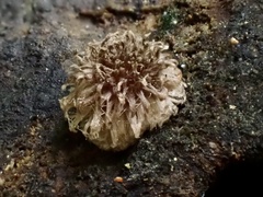 Coprinopsis cinerea