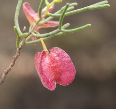 Dodonaea stenozyga