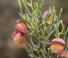 Dodonaea stenozyga