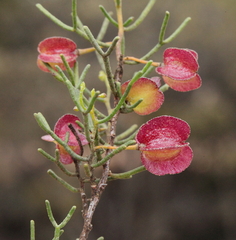 Dodonaea stenozyga
