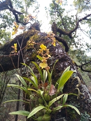 Oncidium reflexum
