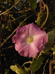 Ipomoea mairetii