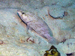 Epinephelus merra